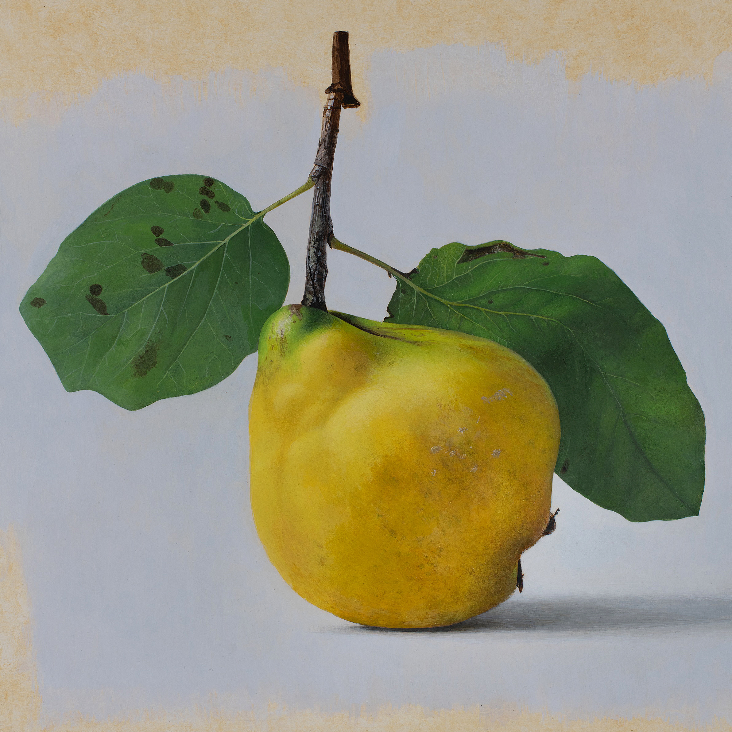 Diethard Sohn - Quittenportraits