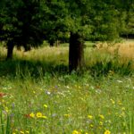 Wanderausstellung Blühende Heuwiesen BUND für Umwelt und Naturschutz Deutschland
