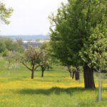 Exkursion „Obstwiesen“ Rundgang mit der Projektgruppe Naturkundebuch