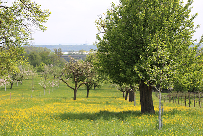 Exkursion „Obstwiesen“ Rundgang mit der Projektgruppe Naturkundebuch