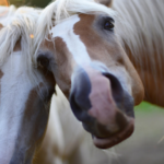 Wir gehen raus: Spiel und Spaß mit Pferden und Ponys