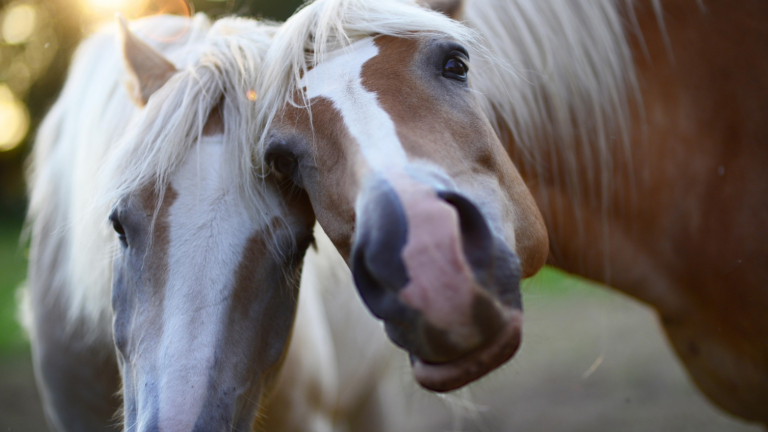 Wir gehen raus: Spiel und Spaß mit Pferden und Ponys